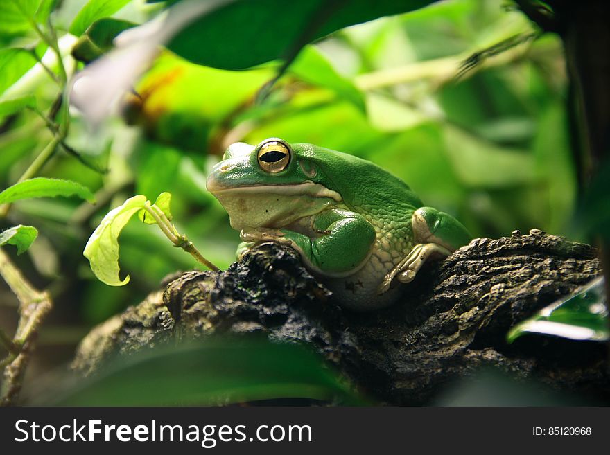 License: Public Domain Dedication &#x28;CC0&#x29; Source: Pixabay Learn more about Tree Frogs on Wikipedia.