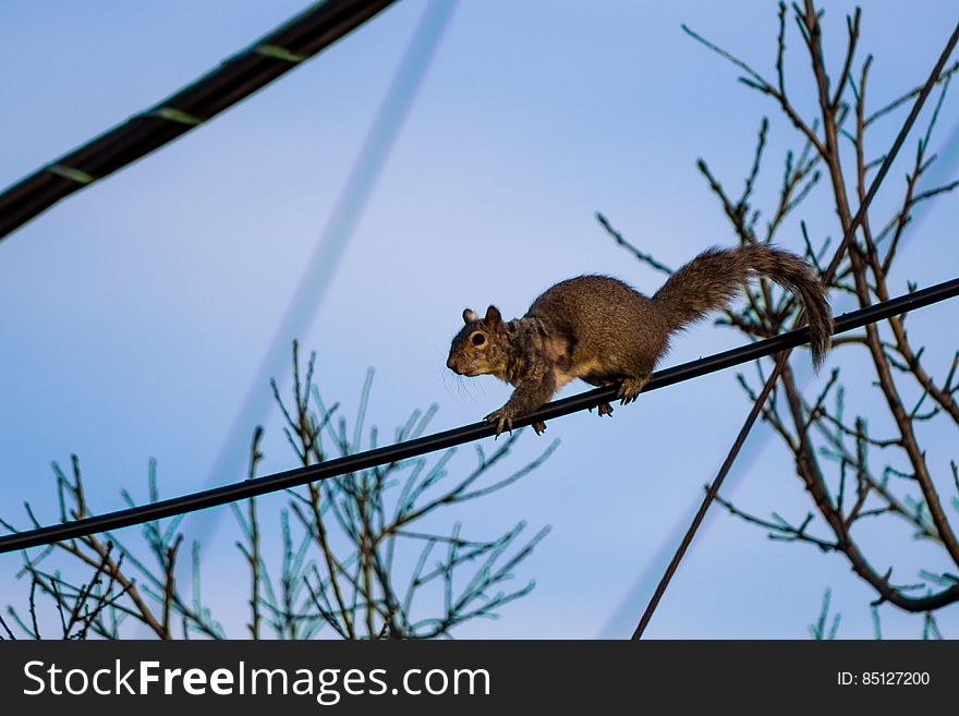 Squirell on a Power Line
