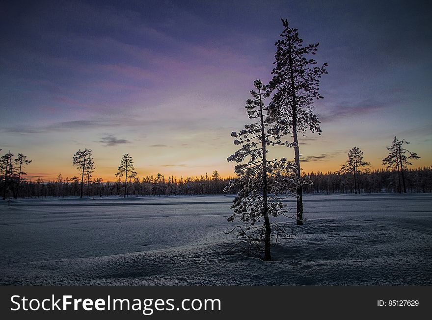 Sunset through pine trees over snow covered field. Sunset through pine trees over snow covered field.