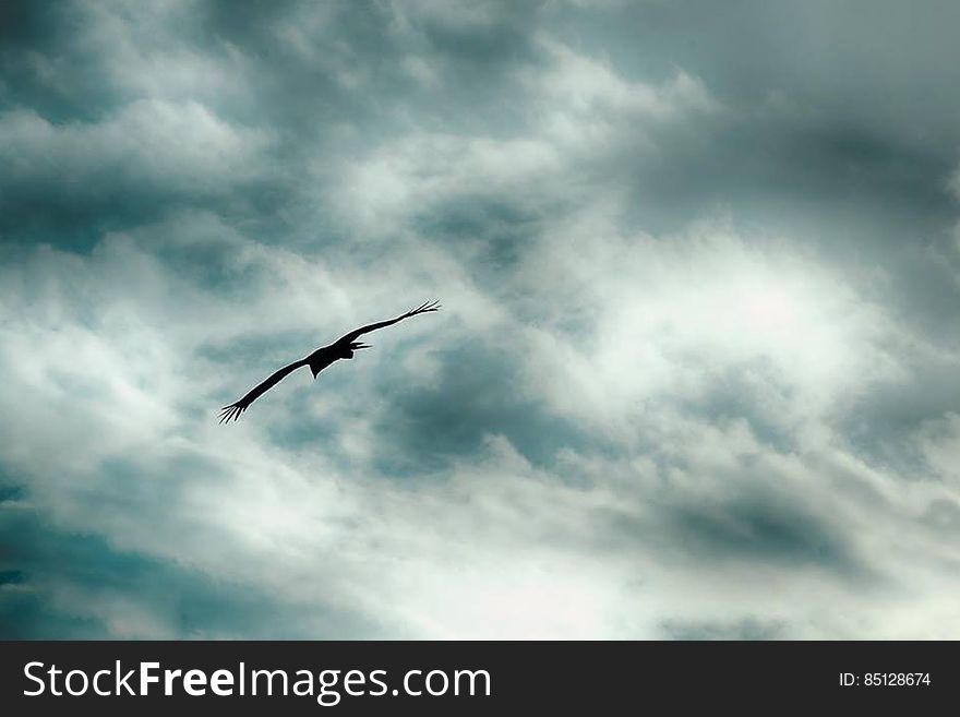 Bird Gliding On Outstretched Wings