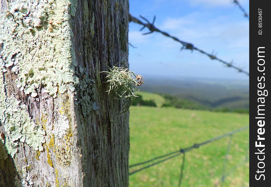 Moss and lichen on a post. Moss and lichen on a post