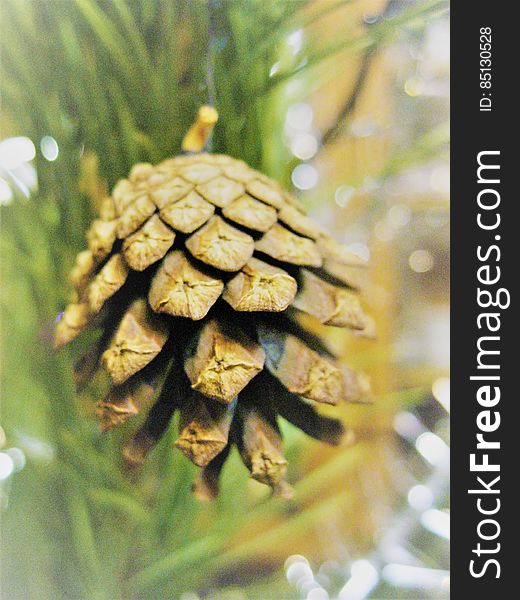 Pine Cone On Tree