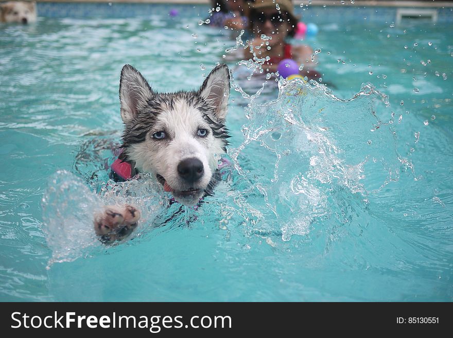 Black and White Dog Swimming on Pol