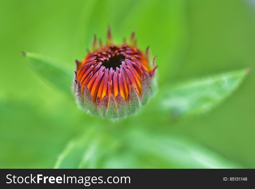 Shallow Photo Of Yellow And Purple Flower