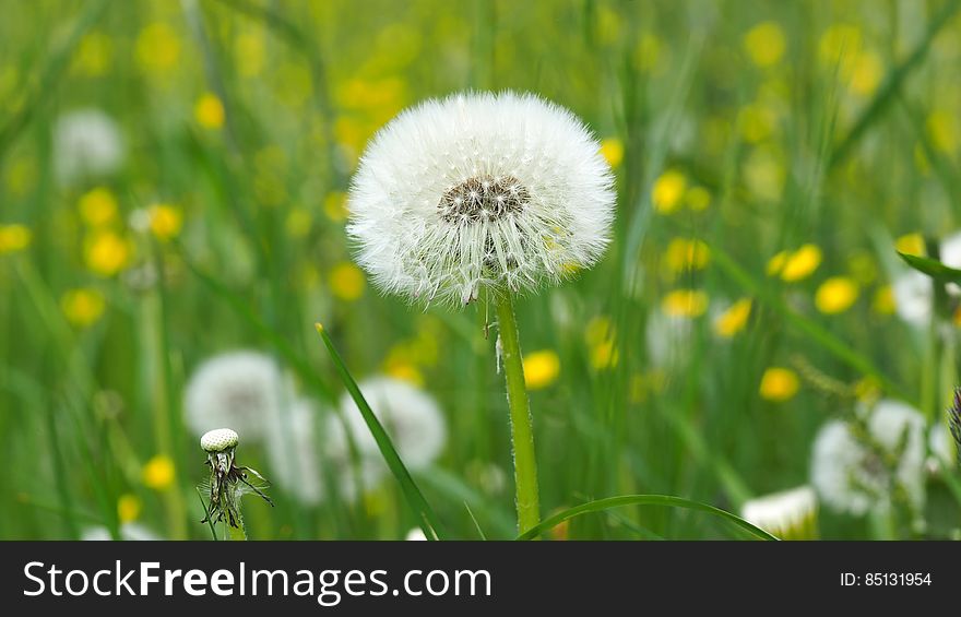 Dandelion On Green Grass Field In Shallow Focus Lens