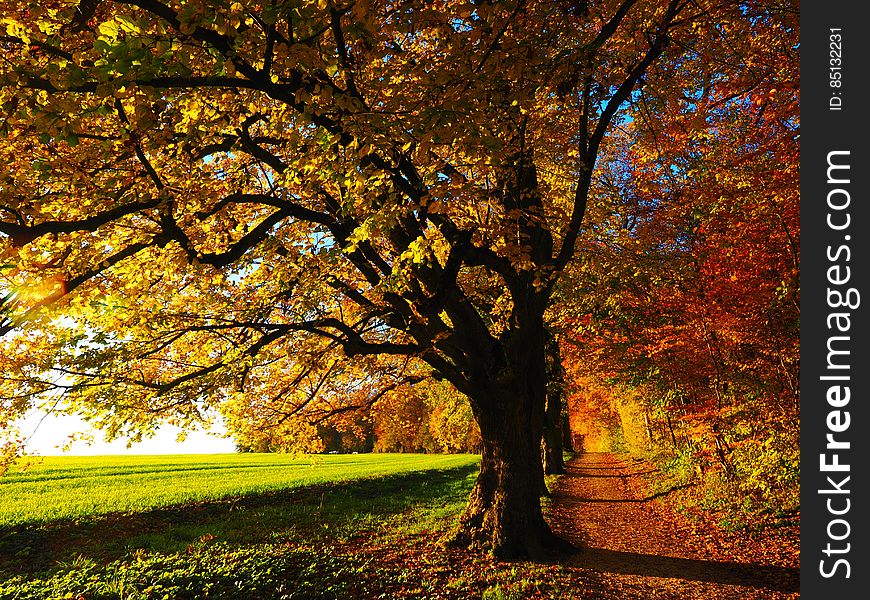 Autumn trees with colorful leaves.