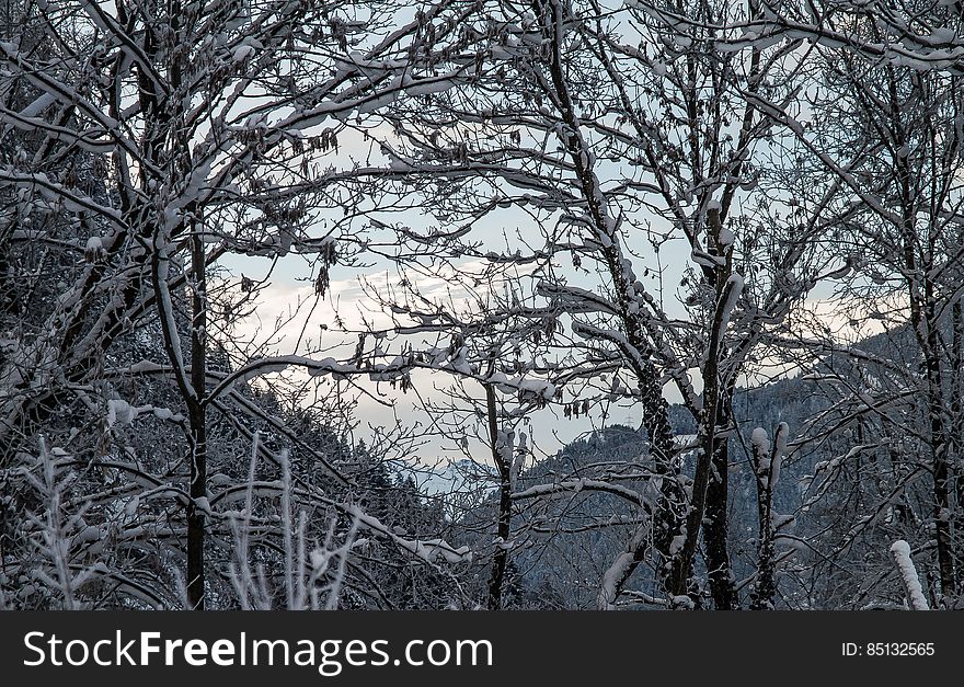 Trees in winter