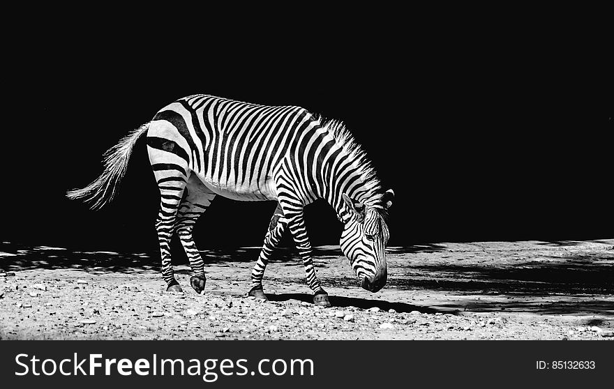 A black and white photo of a zebra walking. A black and white photo of a zebra walking.