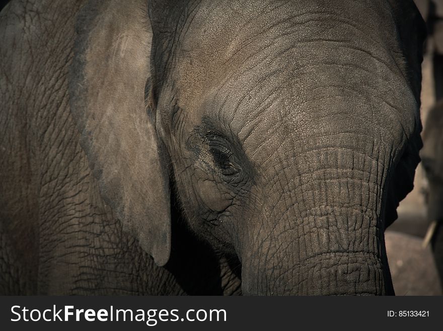A close up of an elephant. A close up of an elephant.