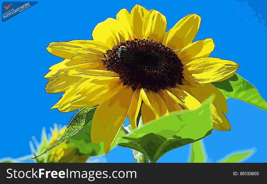 Sun Flower - ID: 16235-142812-2228