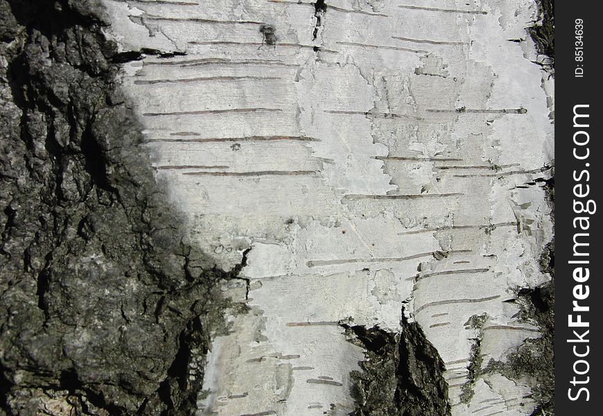 Hintergrund Background Birke Baum Material Holz