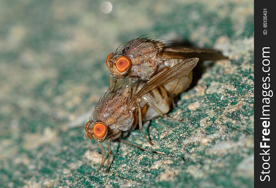 Botflies Mating Close Up Photography