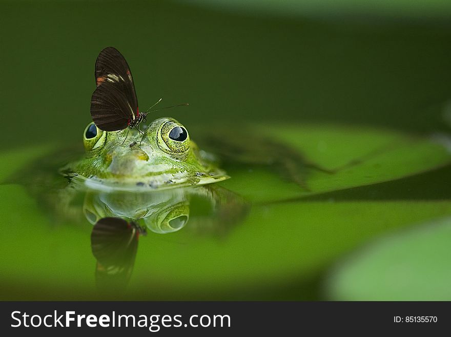 Long Wing Butterfly on Frog Head Soak on Water