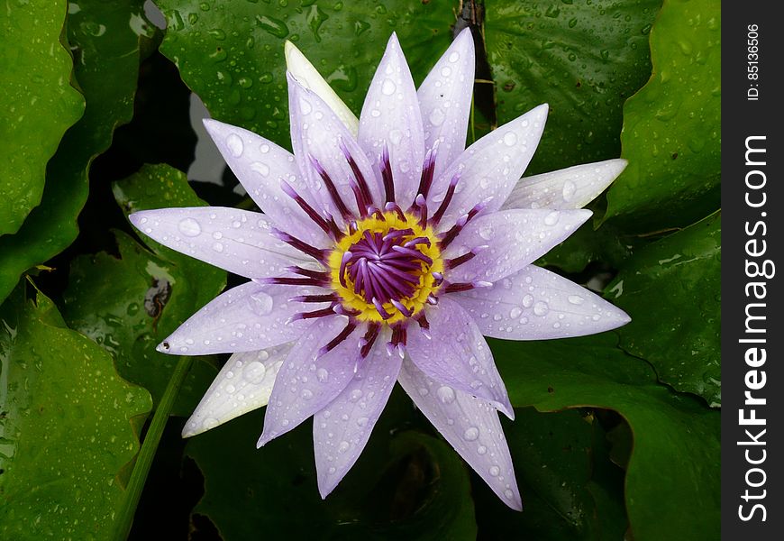 Purple and White Petals Flower