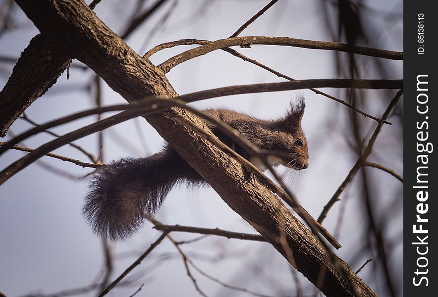 A close up of a squirrel on a branch of a leafless tree. A close up of a squirrel on a branch of a leafless tree.