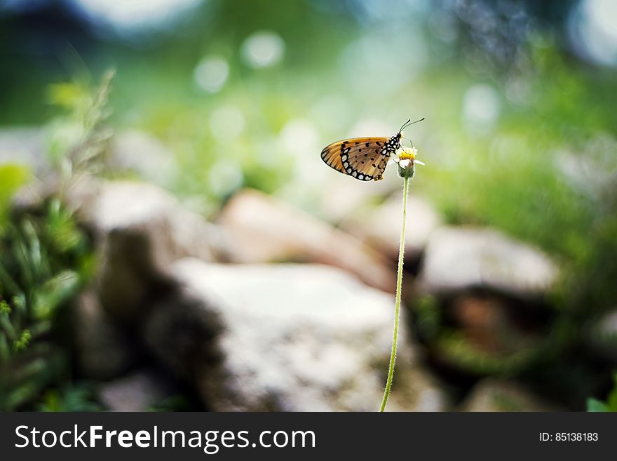 An orange butterfly with black and white spots pollinating a flower. An orange butterfly with black and white spots pollinating a flower.