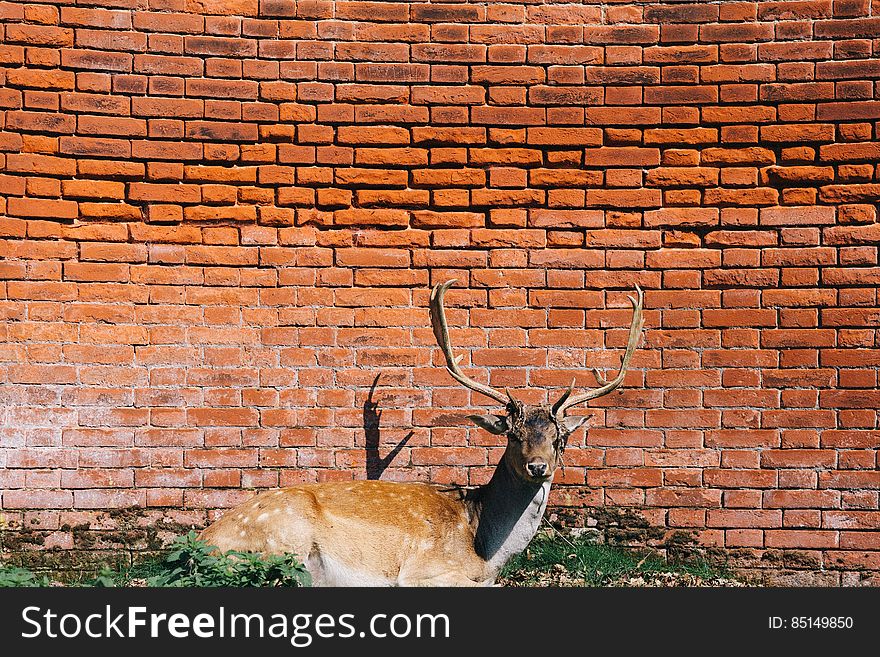 Deer By Brick Wall