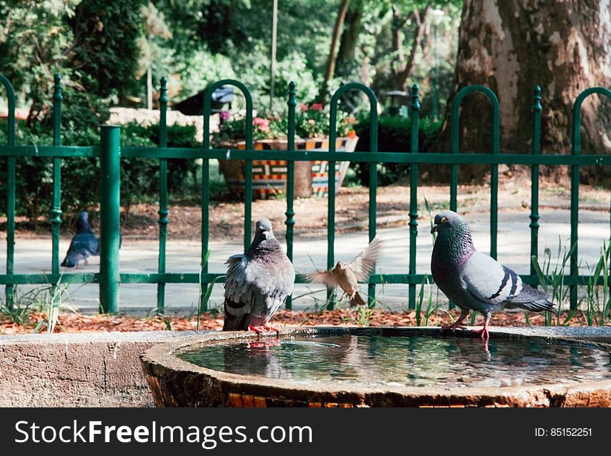 Doves On A Fountain
