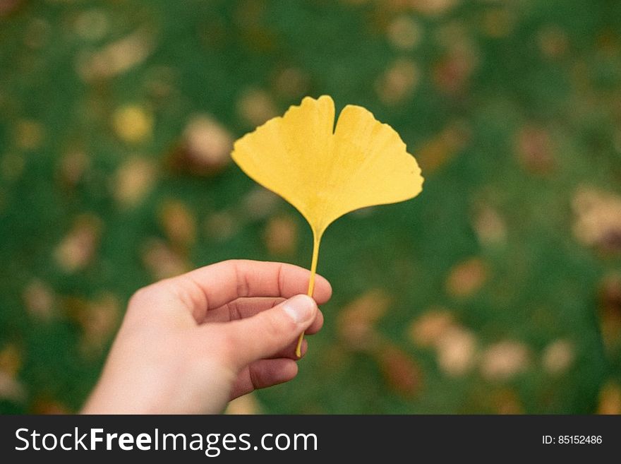 Ginkgo Tree Leaf