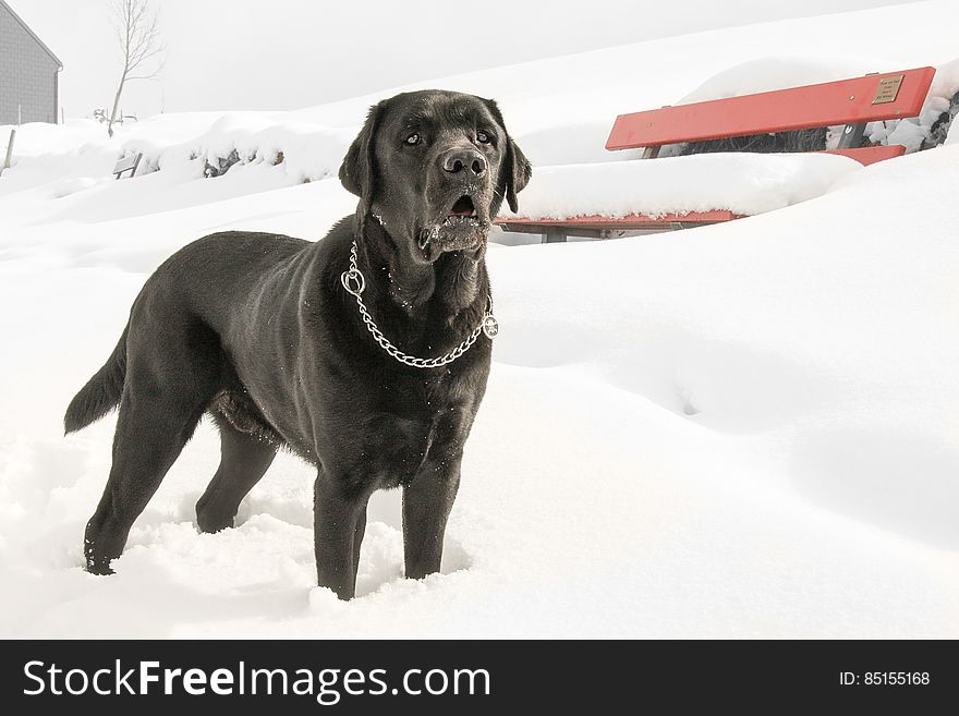 Black Labrador retriever standing outdoors in snow. Black Labrador retriever standing outdoors in snow.