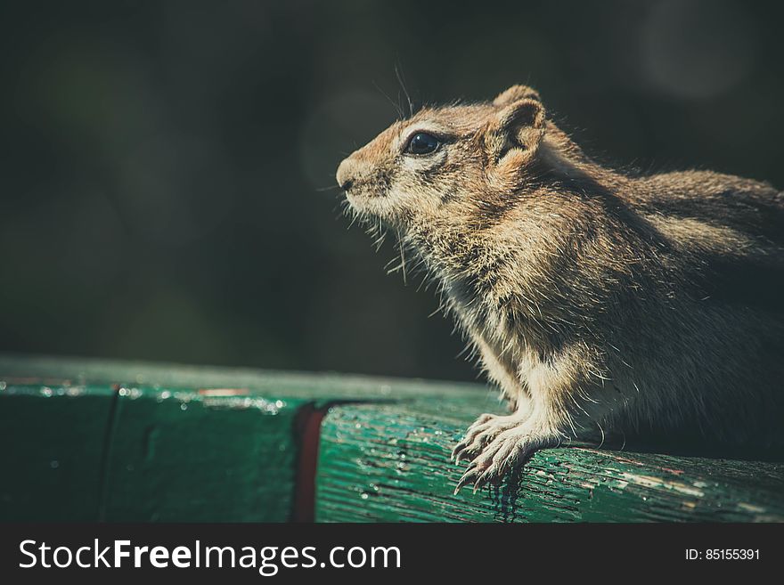 A portrait of a chipmunk on a wooden surface. A portrait of a chipmunk on a wooden surface.