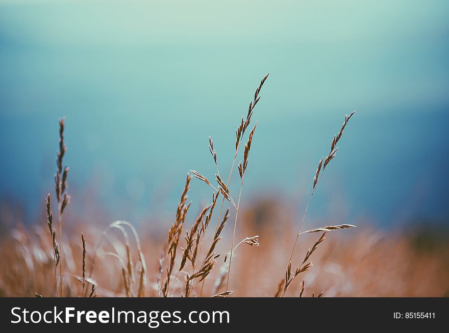 Grass Stalks Background Texture