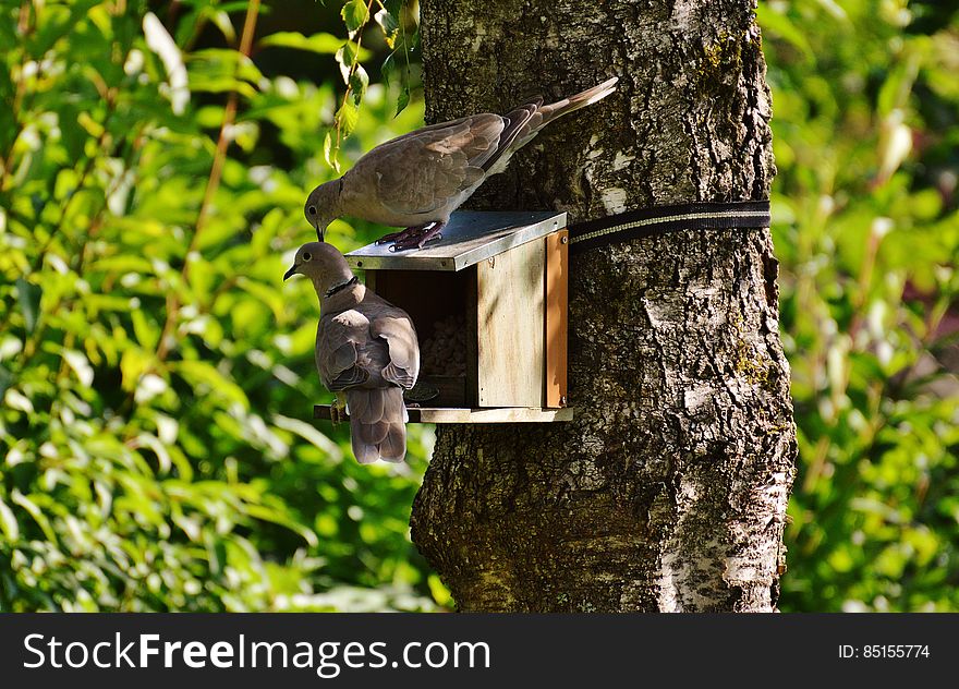2 Brown Pigeons on Brown Tree during Daytime