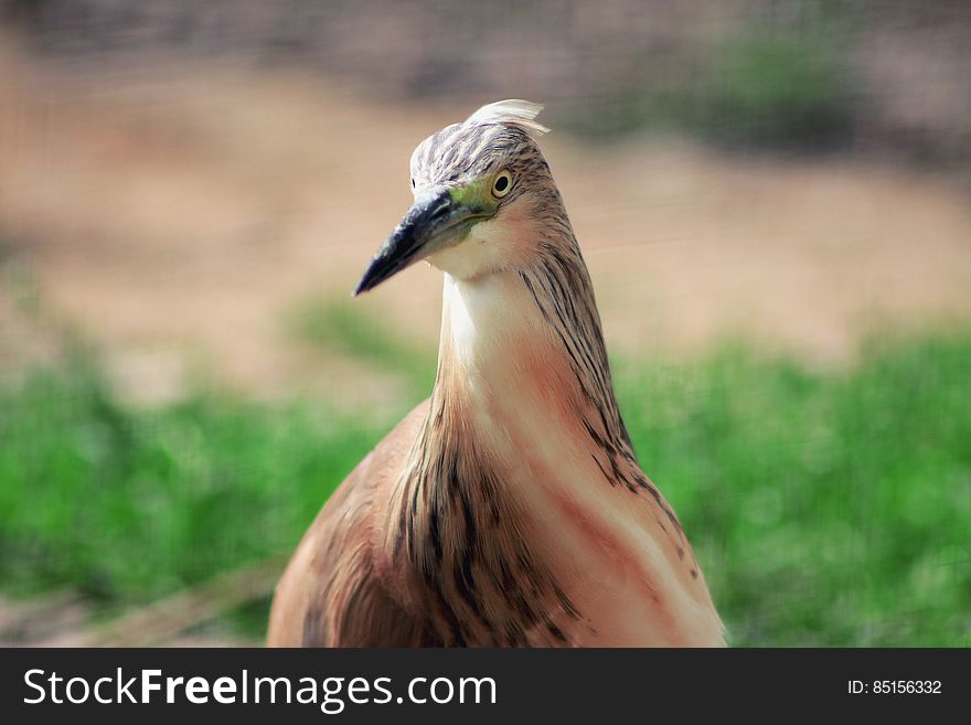 Portrait of a brown and white bird standing outdoors on sunny day. Portrait of a brown and white bird standing outdoors on sunny day.