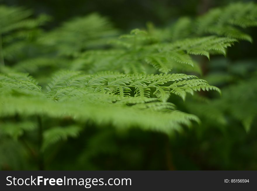 Green Fern Leaves