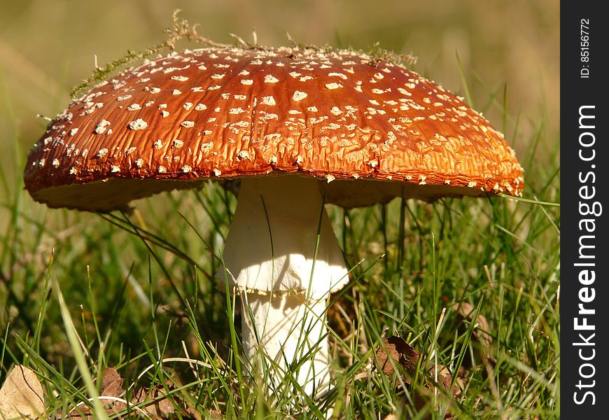 Brown and White Mushroom on Green Grass at Daytime