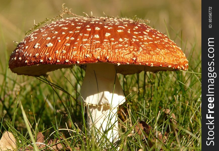 Brown And White Mushroom On Green Grass At Daytime