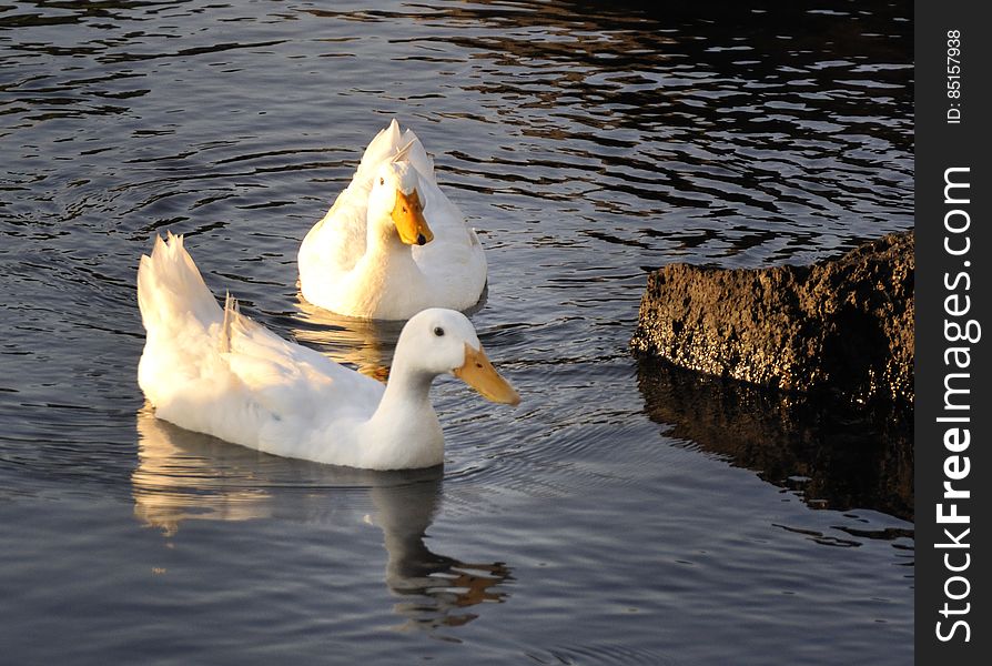 Ducks at Porto Ulisse Ognina Catania Sicilia taly - Creative Commons by gnuckx