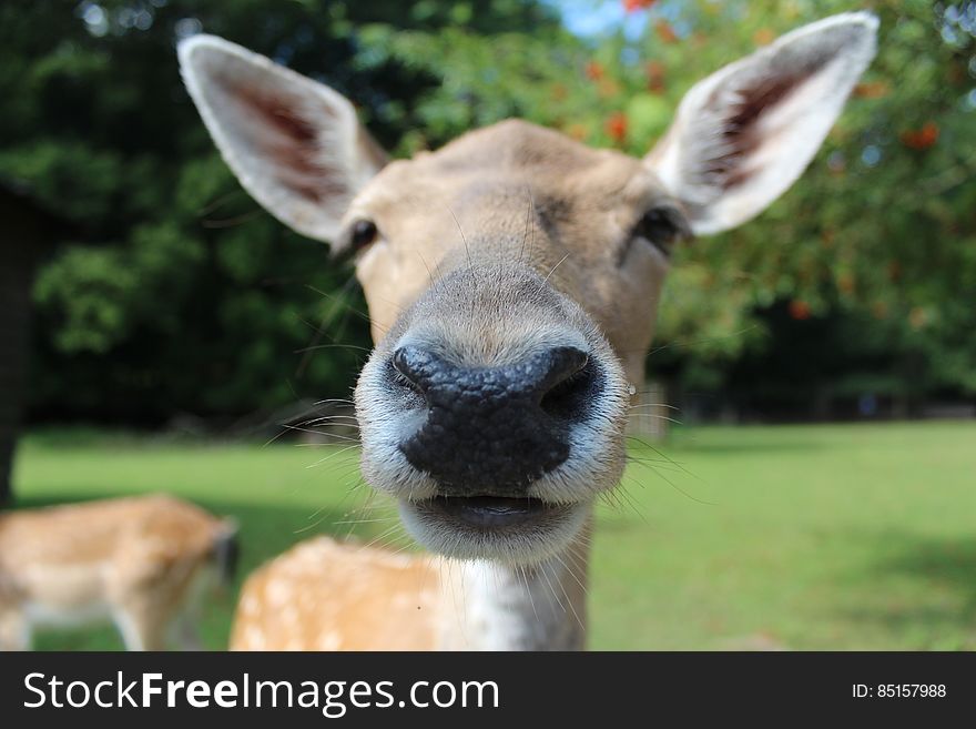 Close Up Photography Of Brown Animal