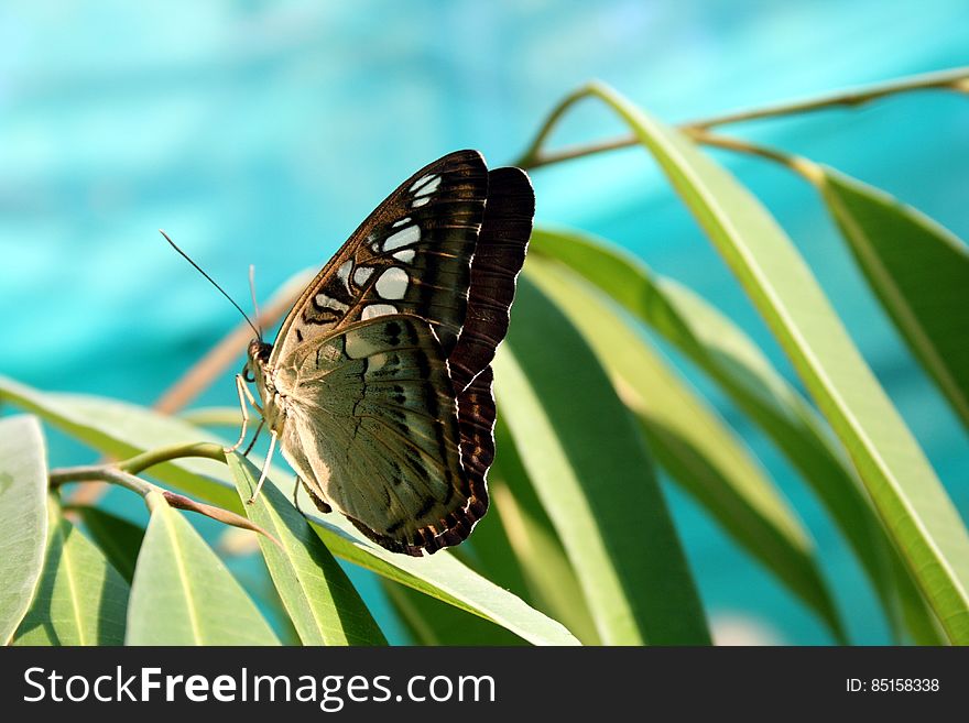 Green Brown Butterfly