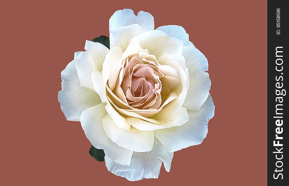 Beautiful White Rose Flower In Bloom