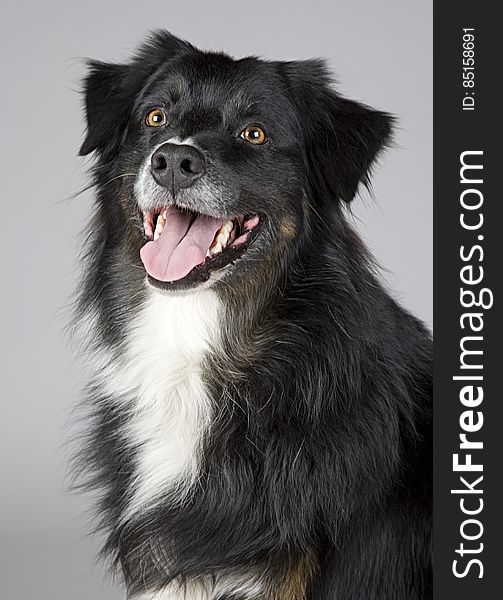 Portrait of a cute collie dog with open mouth, studio background. Portrait of a cute collie dog with open mouth, studio background.