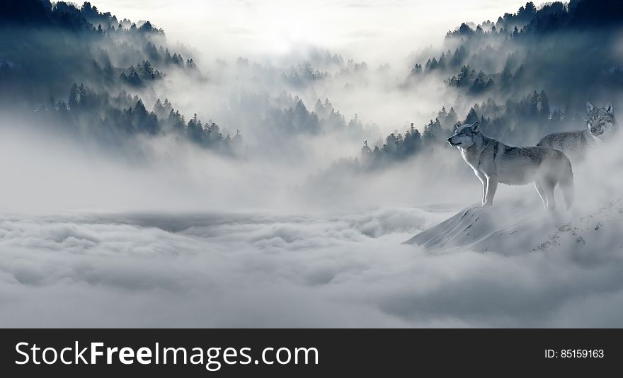 A pair of wolves in foggy mountain in winter.