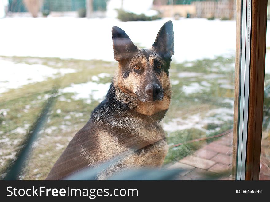 Brown and Black German Sheperd