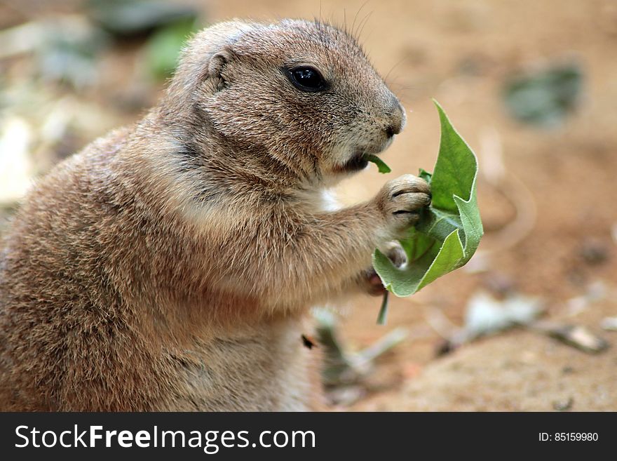 Close Up Photography of Squirrel Holding Green Leaf