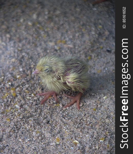 Tiny chicken fledgling at the zoo. Tiny chicken fledgling at the zoo.