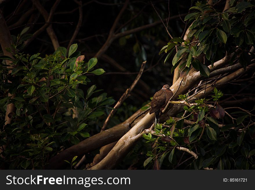 A tropical bird perched on a tree branch. A tropical bird perched on a tree branch.