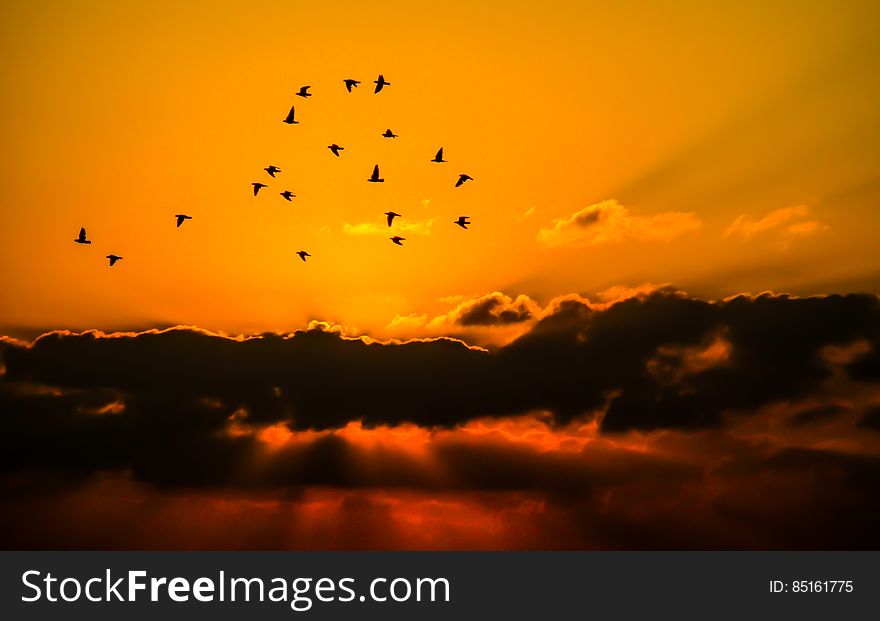 Mass of Bird Flying during Sunset