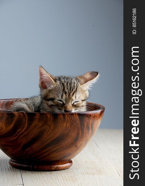 A tabby cat kitten in a wood bowl. A tabby cat kitten in a wood bowl.