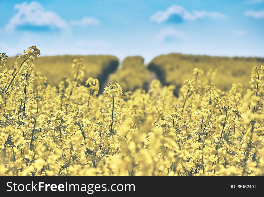 A field of yellow canola flowers. A field of yellow canola flowers.