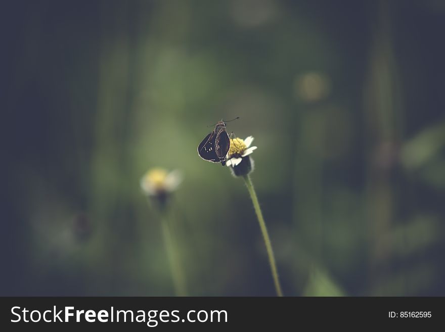 A butterfly on a daisy flower. A butterfly on a daisy flower.