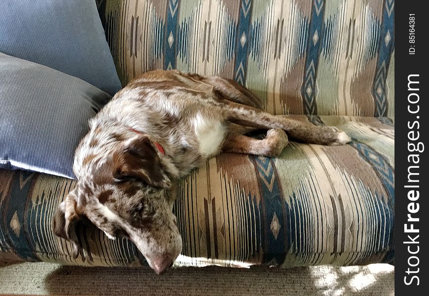 Portrait Of Dog On Sofa