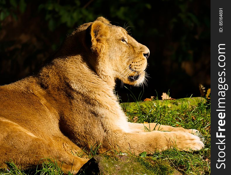 A lioness lying outdoors in the sun. A lioness lying outdoors in the sun.