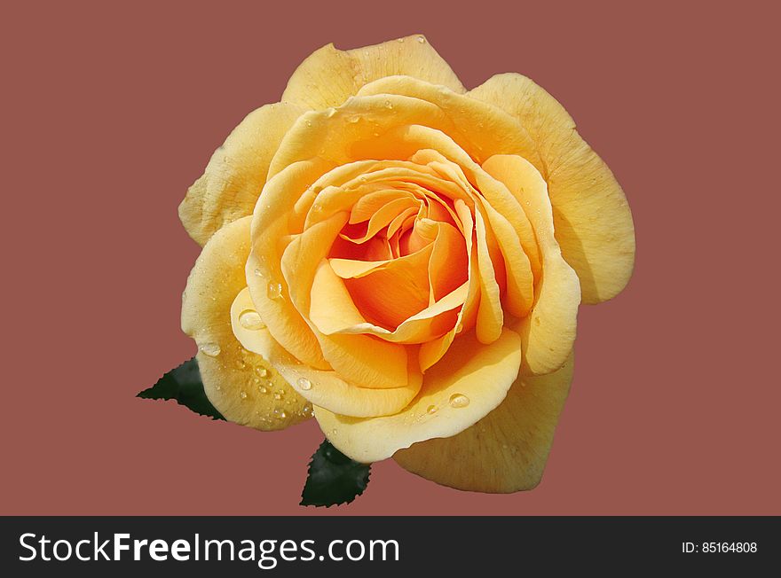 A close up of a yellow rose blossom.