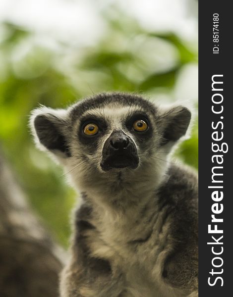 Ring-tailed Lemur / GyÅ±rÅ±sfarkÃº Maki