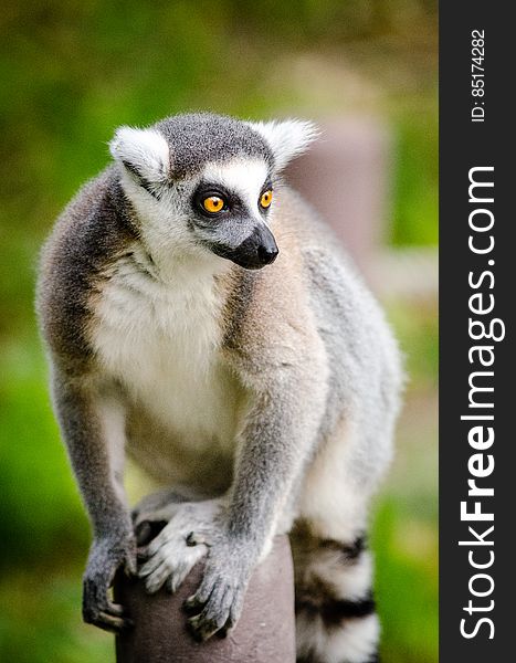 Ring-Tailed Lemur